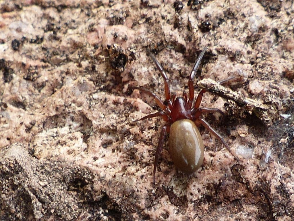 Zelotes callidus? - Santa Teresa Gallura (OT)